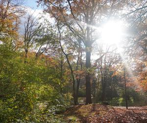 Park Wilsona jesienią