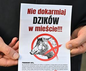  Obława na dziki w Legionowie. Komendant straży miejskiej apeluje: Nie dokarmiajmy!