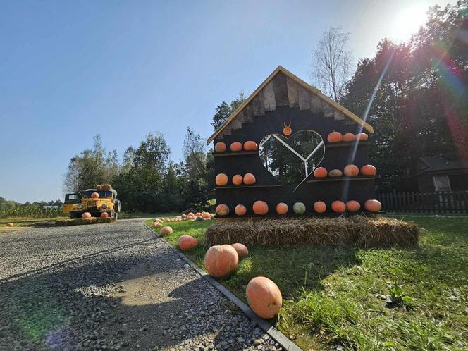 Ogromna Farma Dyniowa w Radawie 