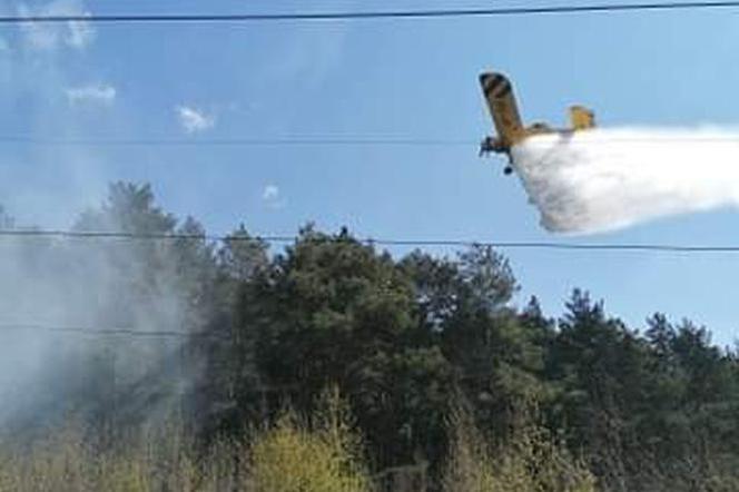 Pożar lasu na ul. Mieszała w Starachowicach. W akcji samolot gaśniczy