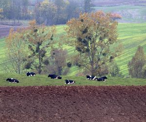 W Kujawsko-Pomorskiem na wielkiej połaci rozrzucone są wzniesienia jak gigantyczne bochny chleba. To drumliny