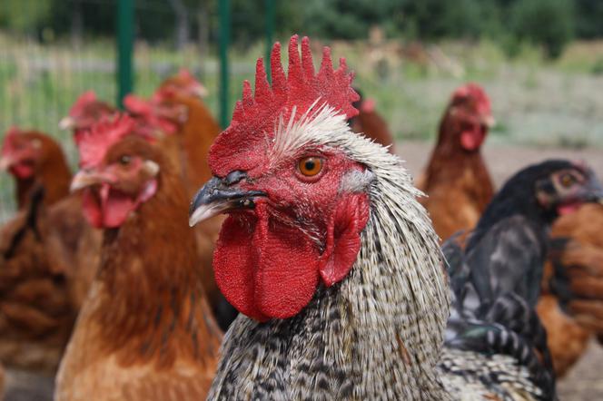 Czy ptasia grypa zagraża hodowcom drobiu w powiecie starachowickim ? Najbardziej narażone są małe hodowle w gminie Brody i Pawłów 