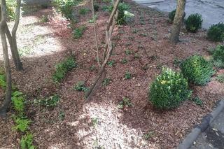 Ekologiczne rozwiązania w Łodzi. Niedługo rusza nabór wniosków do projektów