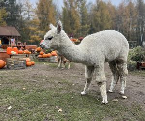 Nie wyrzucaj choinki po świętach. Zagroda 3 Siostry wie, co z nią zrobić. Koniecznie sprawdź