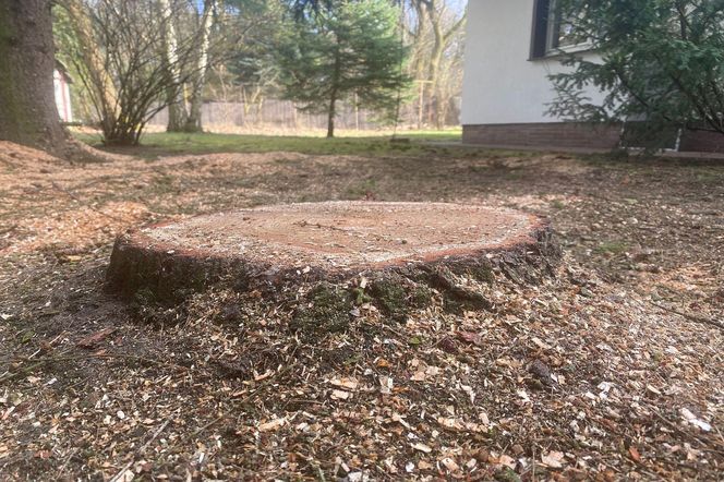 Natnij i wsyp tam to. W ten sposób szybciej usuniesz pień po ściętym drzewie z ziemi. Bez dodatkowych kosztów i rozkładania się latami. Usuwanie pni 