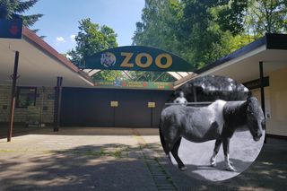 Nie żyje kucyk ze Starego ZOO w Poznaniu. Kasia miała 27 lat!