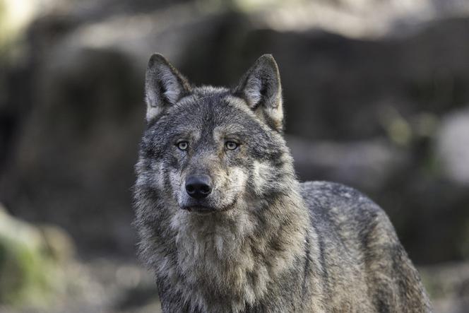 Lubuskie: Ostrzeżenie przed wilkami w trzech miejscowościach! 