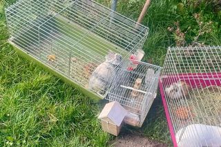 Dzielnicowa z Ostrowa Lubelskiego uratowała sześć zwierząt z płonącego domu