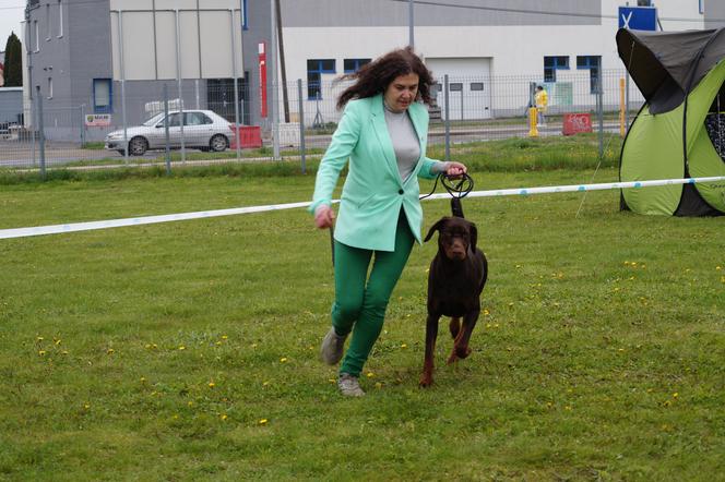 V Międzynarodowa Wystawa Psów Rasowych w Bydgoszczy [ZDJĘCIA]