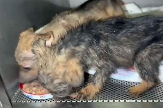 Porzucone szczeniaki w pudełku znalezione w środku lasu