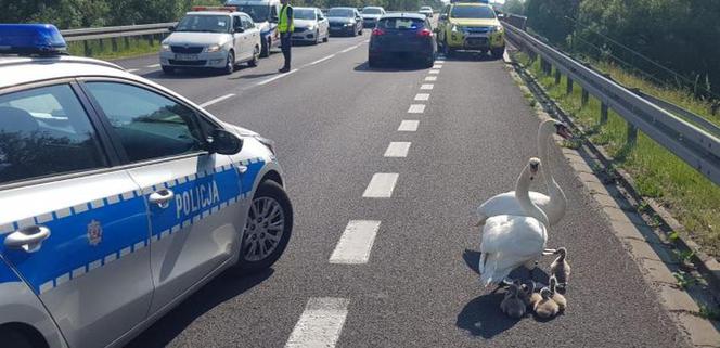 Policjanci eskortowali łabędzie