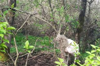 Pod Tarnowem pojawił się daniel albinos