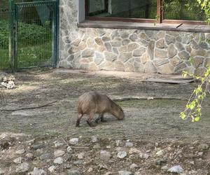 Kapibary z gdańskiego zoo