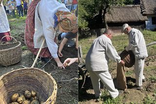 Tradycyjne wykopki w Muzeum Wsi Lubelskiej. Tak kiedyś zbierano ziemniaki