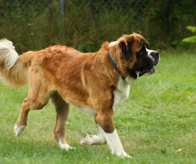 Bernardyn pogryzł małą dziewczynkę. Wstrząsające szczegóły ataku na 11-latkę