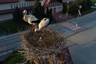  Bociany Błażek i Danusia