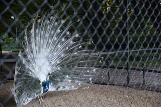 Zieleń, kwiatowe rabaty i piękne ptaki. Oto spacer po Ogrodzie Saskim w Lublinie 