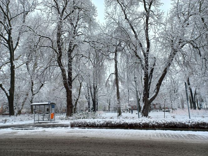 Leszno wygląda bajkowo! Na walentynki sypnęło śniegiem