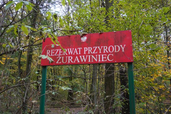 Rezerwat przyrody Żurawiniec w Poznaniu zachwyca także jesienią. Piękne zdjęcia złotej, polskiej jesieni