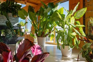 Te zielone giganty zmienią twój salon w prawdziwą dżunglę! Wybieramy rośliny doniczkowe w rozmiarze XXL