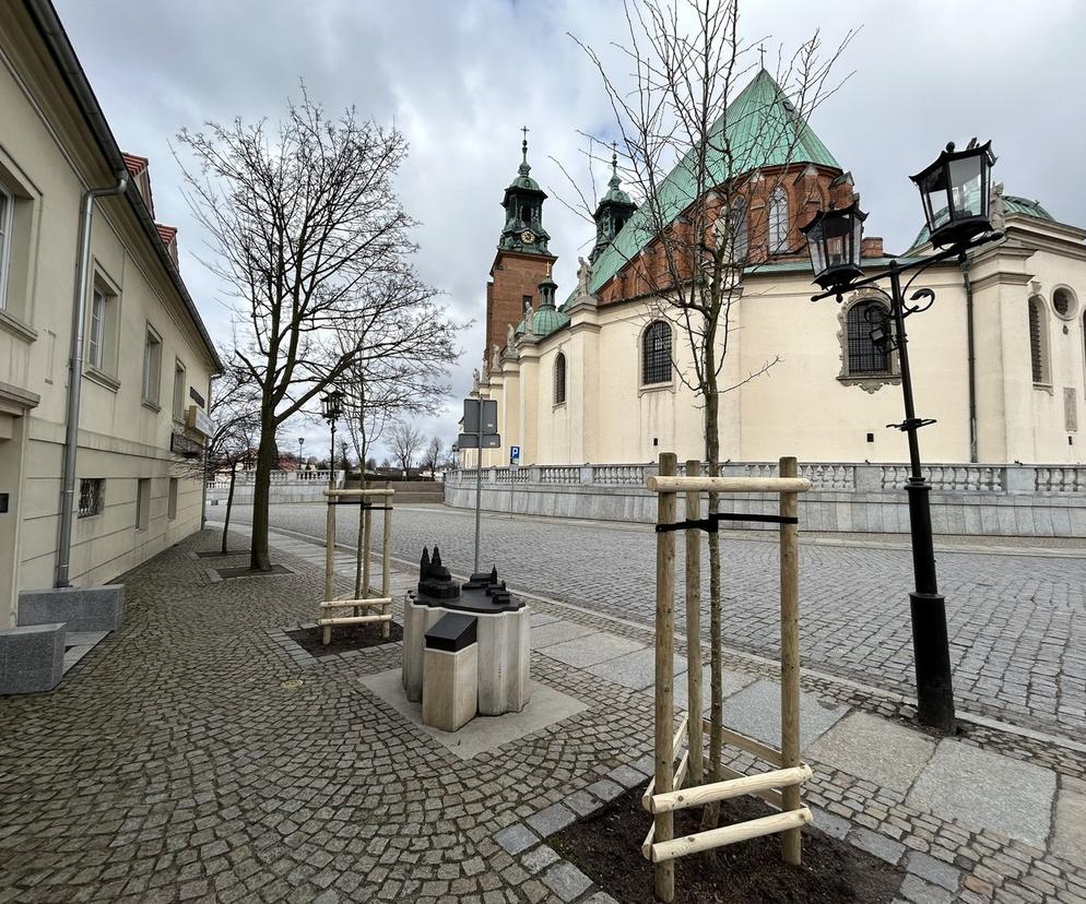 Nowe drzewa w mieście