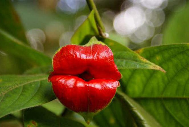 Czerwone wargi (Palicourea elata)