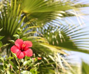 HIBISKUS