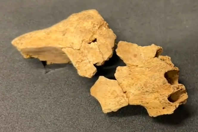 W Hiszpanii odkryto kość prawdopodobnie najstarszego Europejczyka. Ma 1.4 mln lat!