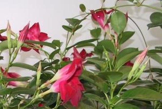 Sundavilla - uschły kwiaty