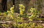 Pierwiosnek lekarski (Primula officinalis, syn. Primula veris)