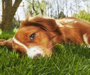 Jak mądrze zadbać o pupila w letnie upały? Specjalny przewodnik od marki Josera na gorące dni!