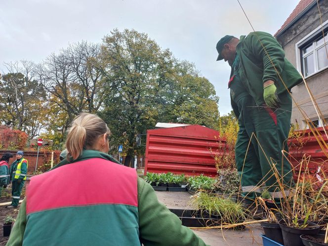 Zamiast asfaltu klomby z roślinami. Zmiany na Tylnej i Wałowej w Lesznie