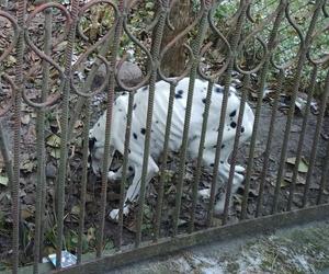 Zaniedbany i wyhudzony pies odebrany właścicielom. Teraz jest w schronisku dla zwierząt 