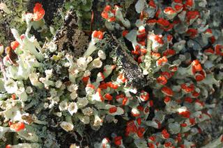 Leśne dziwadła z Karkonoszy. Wyglądają jak z innej planety!