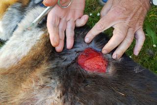 Dzik terroryzuje miasto