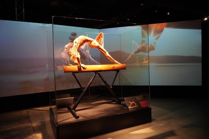 Wystawa z ludzkiego ciała. Body Worlds powróciła do Gdańska po 5 latach 