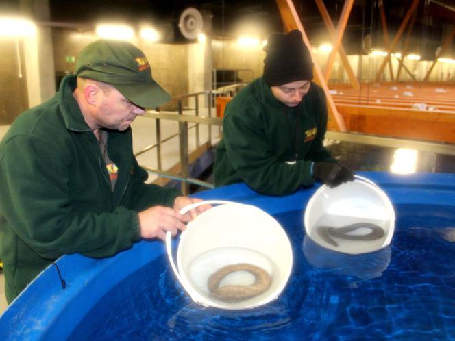 Nowe zwierzęta we wrocławskim zoo