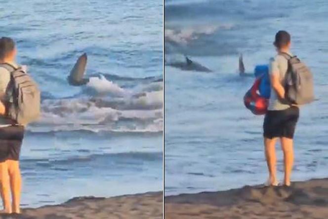 Rekiny atakują Hiszpanię! Plaże pozamykane tuż przed wakacjami coraz wiecej rekinów wokół wysp kanaryjskich