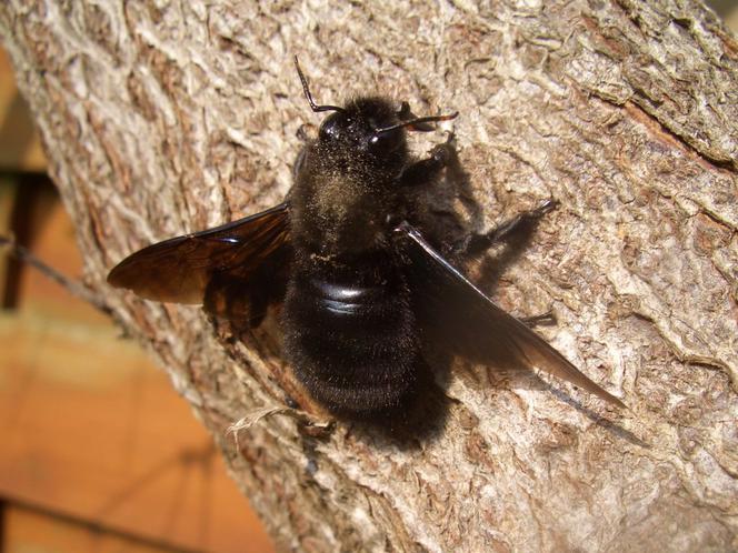 Zadrzechnia fioletowa