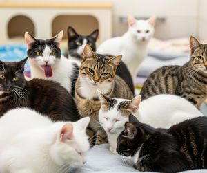 Interwencja służb w Żorach. Ile kotów uratowano przed okrutnym losem?