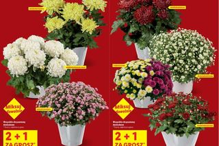 Tanie znicze w Lidlu