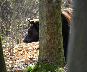 Niedźwiedzie w poznańskim ZOO wybudziły się z zimowego snu