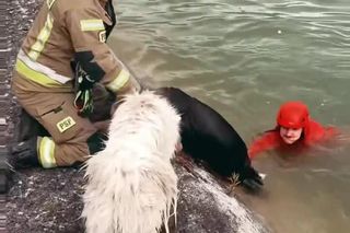 Pies ruszył na ratunek tonącemu przyjacielowi