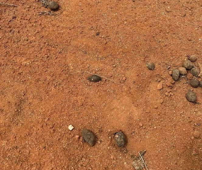 Tajemnicze zaginięcie 4-latka! Tylko jeden mały ślad