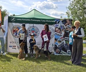 Festiwal Przyjaciół Zwierząt w Olsztynie. Park Centralny opanowały radosne pieski