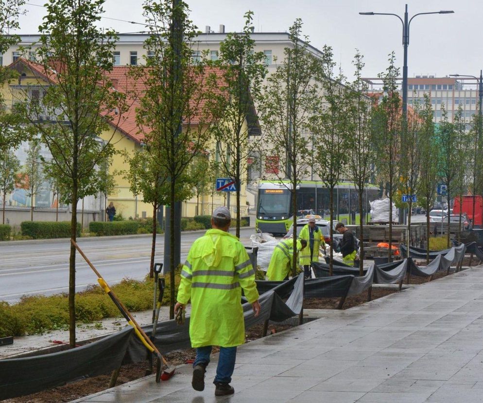 Olsztyn się zazieleni. W tych miejscach posadzą nowe drzewa. Mamy listę!