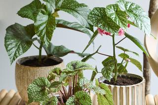 Domowe sposoby na czyszczenie liści kwiatów