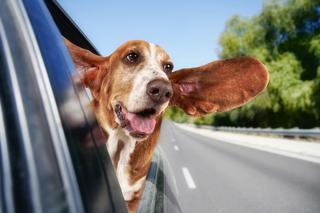 Jak bezpiecznie podróżować z psem? ZOBACZ WIDEO! 