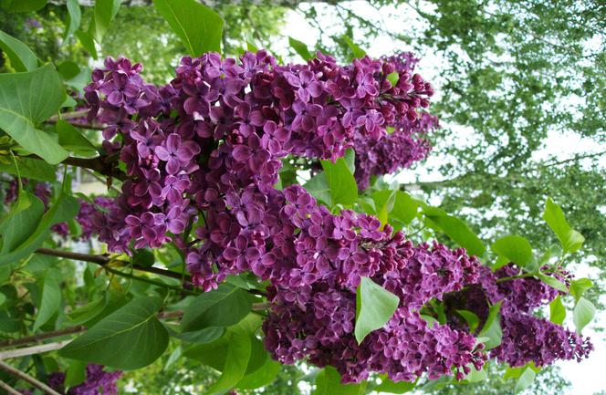 Lilak pospolity 'Ludwik Spaeth' (‘Andenken an Ludwig Späth’)- Syringa vulgaris 'Ludwik Spaeth' (‘Andenken an Ludwig Späth’)