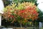 Sumak octowiec - drzewo zachwycające jesiennymi kolorami, ale trzeba na niego uważać!